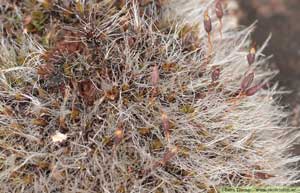 Hårgrimmia, Grimmia pulvinata
