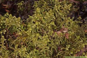 Kransmossa, Rhytidiadelphus triquetrus