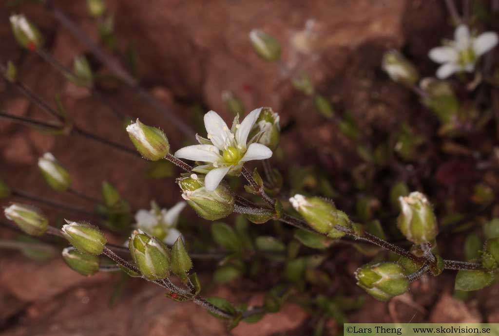 Kalknarv, Arenaria gothica