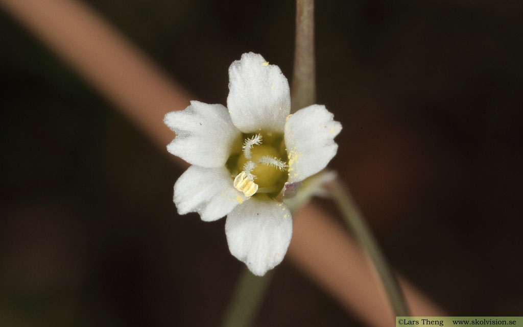 Fågelarv, Holosteum umbellatum