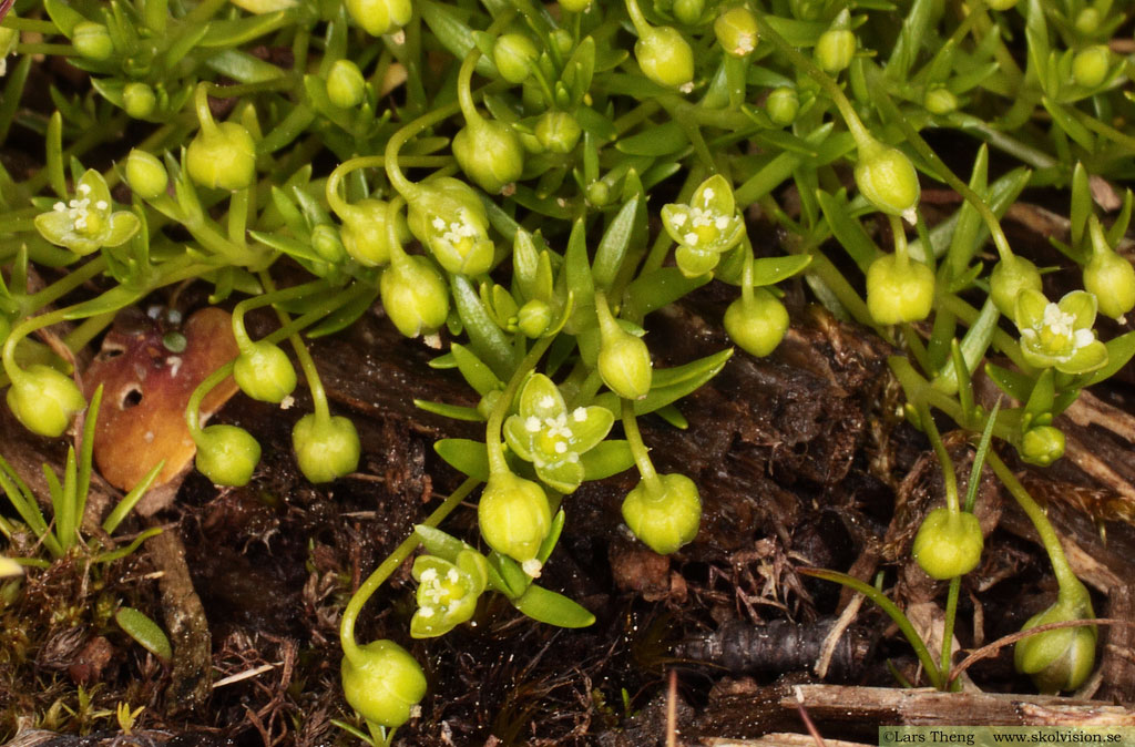 Krypnarv, Sagina procumbens