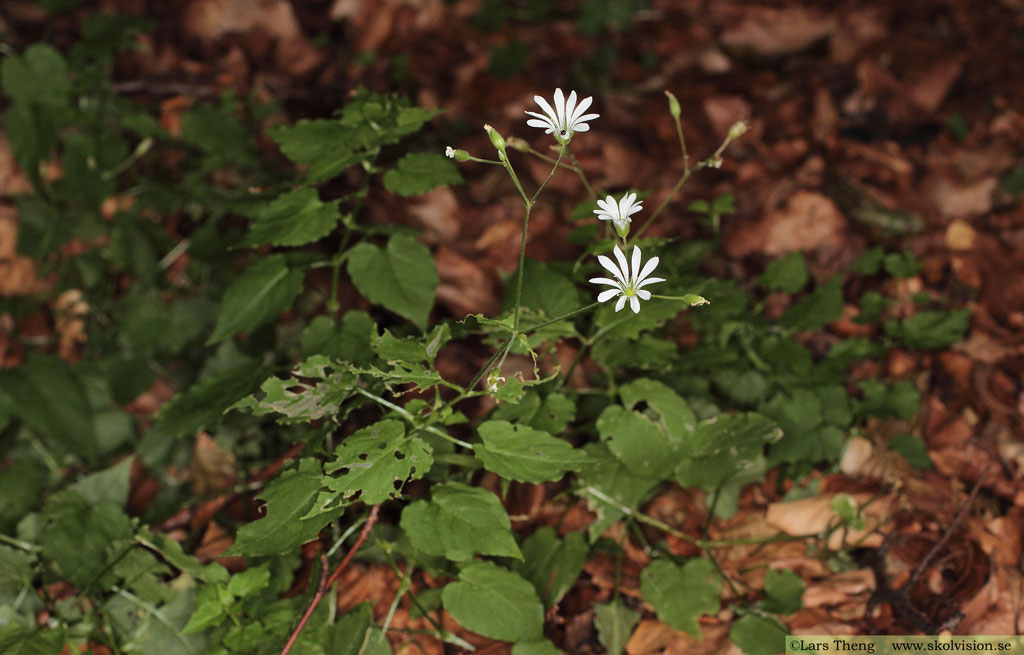 Sydlundarv, Stellaria nemorum subsp. montana