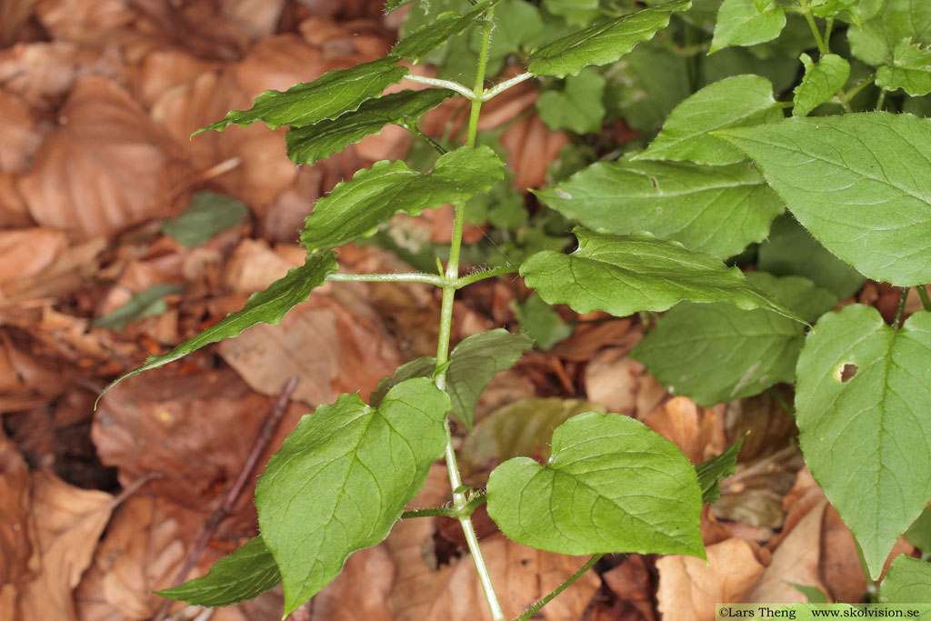 Sydlundarv, Stellaria nemorum subsp. montana