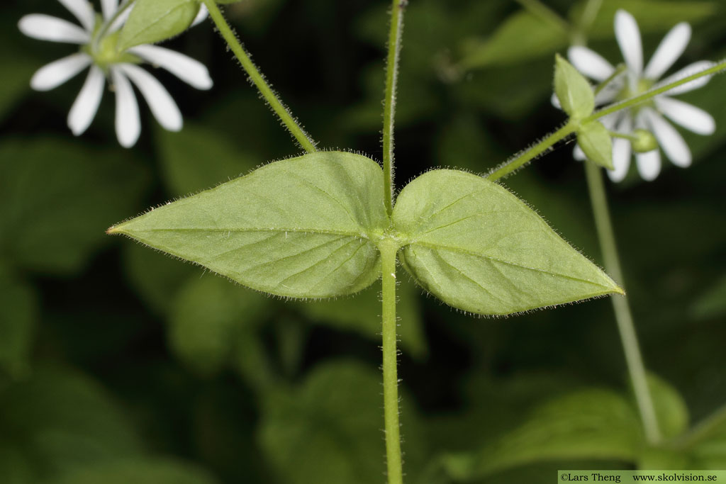 Sydlundarv, Stellaria nemorum subsp. montana