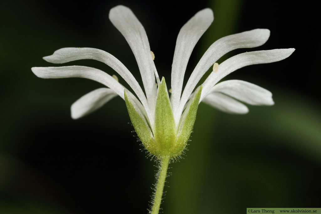 Sydlundarv, Stellaria nemorum subsp. montana