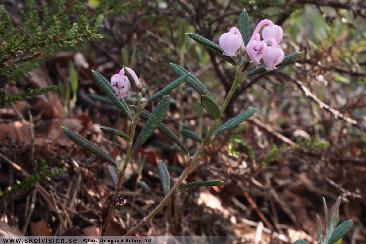 Rosling, Andromeda polifolia