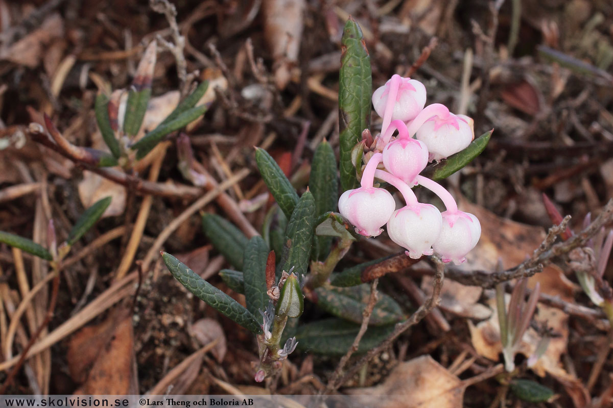 Rosling, Andromeda polifolia