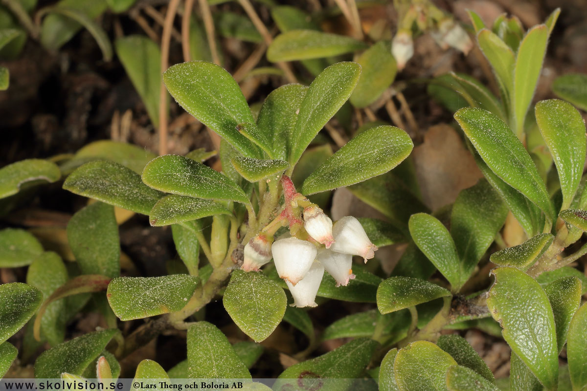 Mjölon, Arctostaphylos uva-ursi