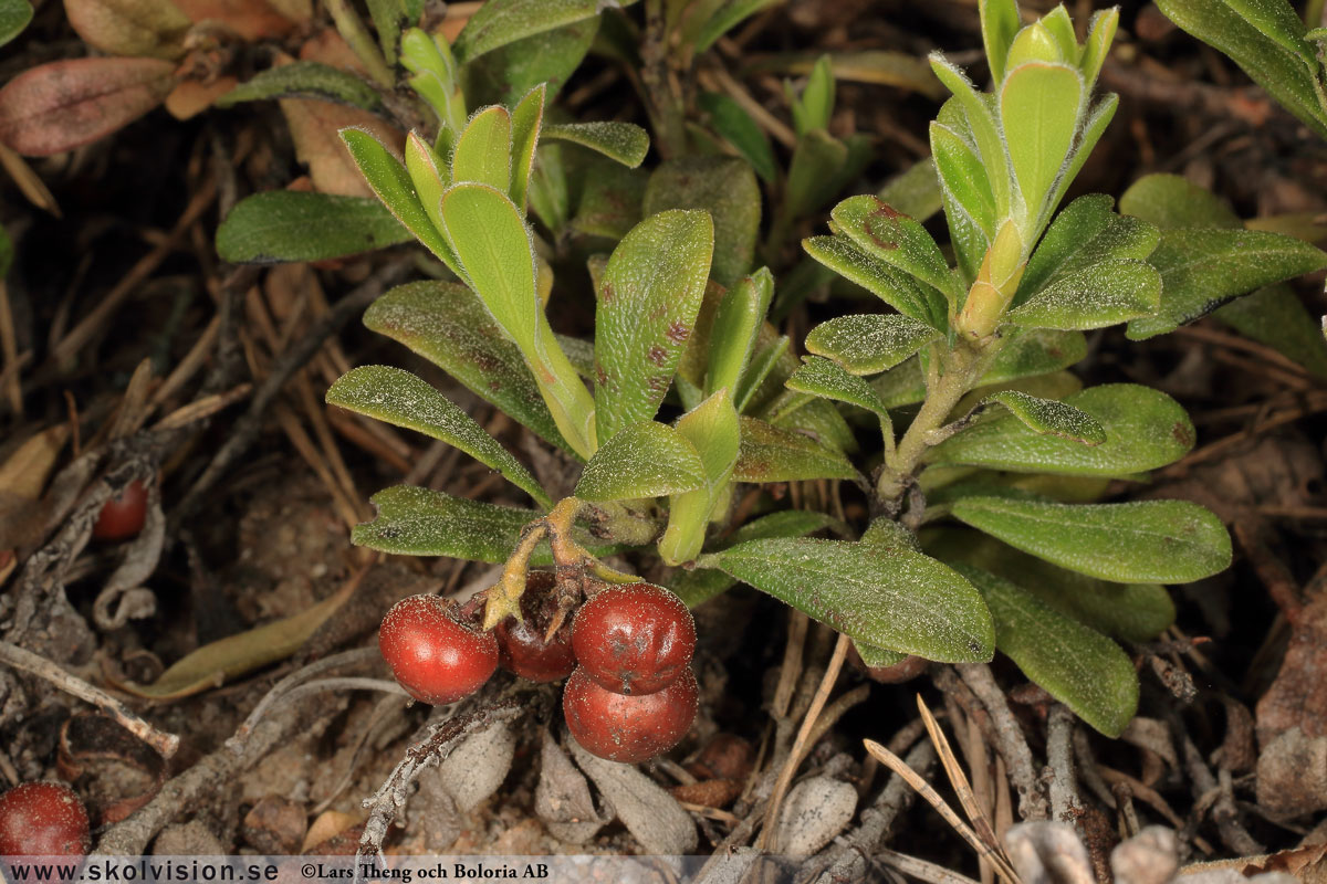 Mjölon, Arctostaphylos uva-ursi