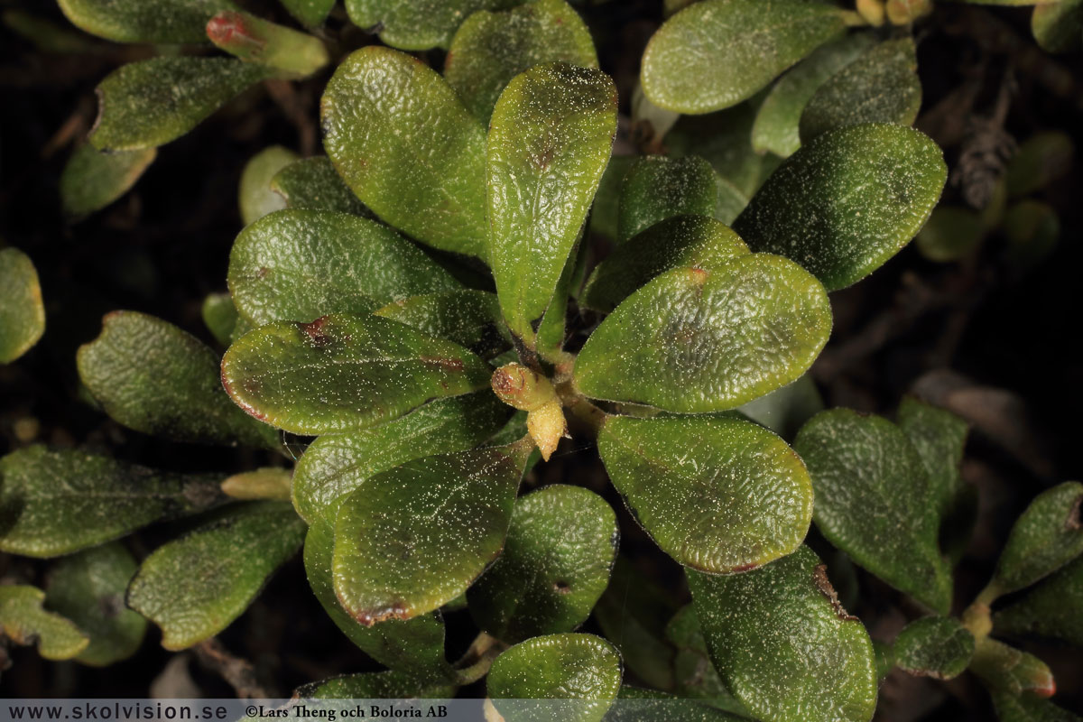 Mjölon, Arctostaphylos uva-ursi