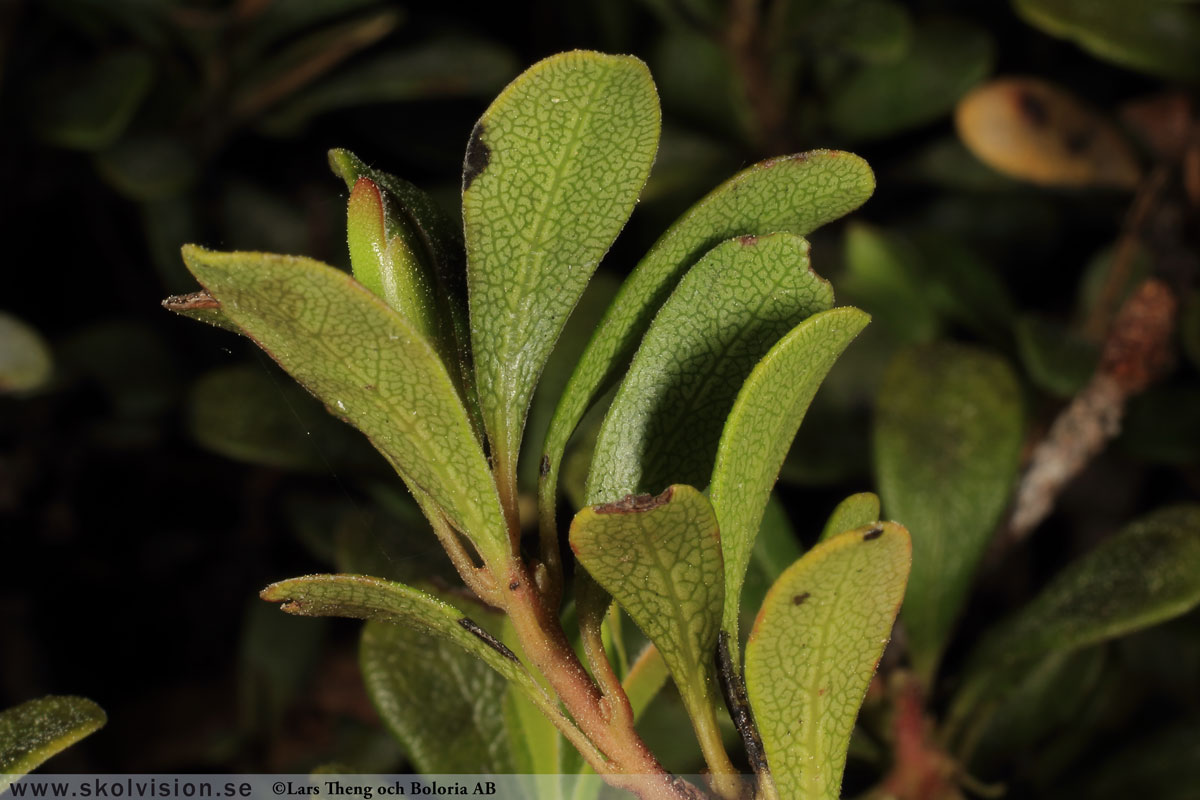 Mjölon, Arctostaphylos uva-ursi