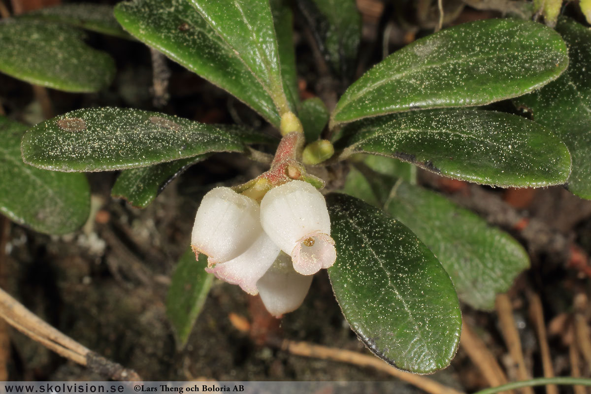 Mjölon, Arctostaphylos uva-ursi