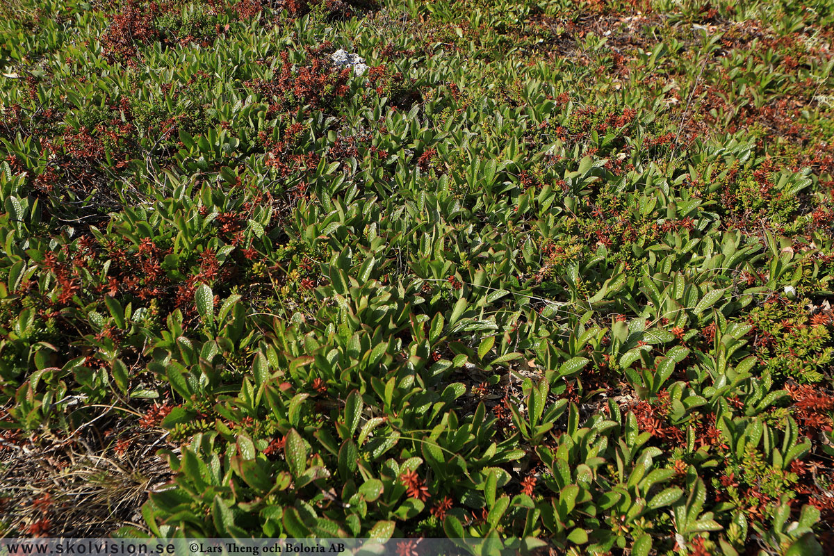 Mjölon, Arctostaphylos uva-ursi