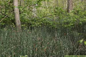 Skavfräken, Equisetum hyemale