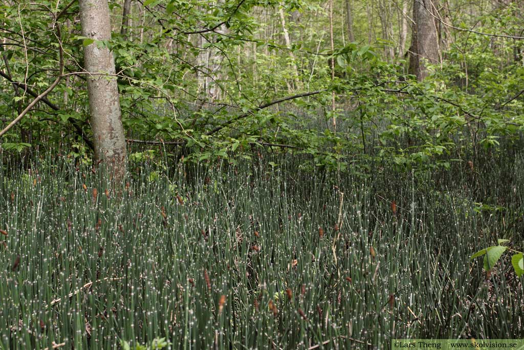 Skavfräken, Equisetum hyemale 