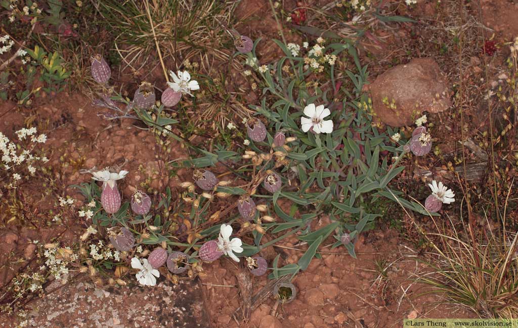 Alvarglim, Silene uniflora subsp. petraea