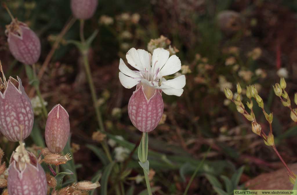 Alvarglim, Silene uniflora subsp. petraea