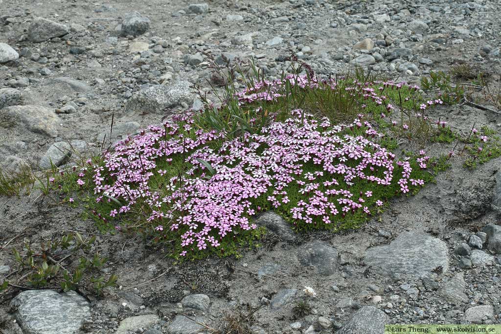 Fjällglim, Silene acaulis