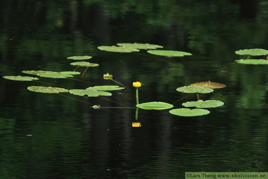 3 Nuphar lutea