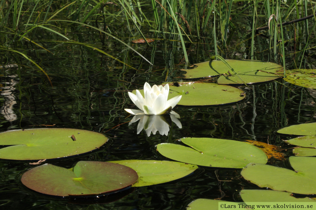 1 Nymphaea_alba