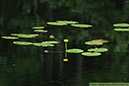 3 Nuphar lutea