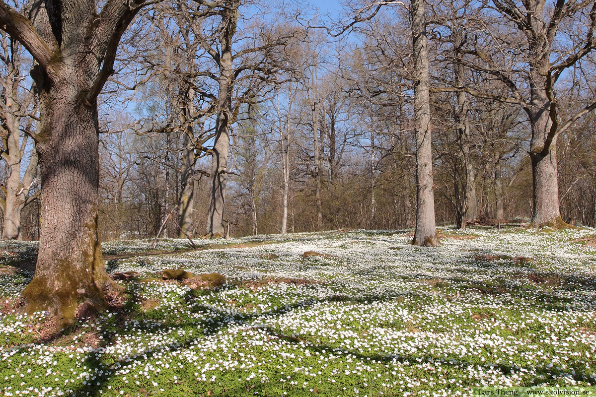 Vitsippa, Anemone nemorosa