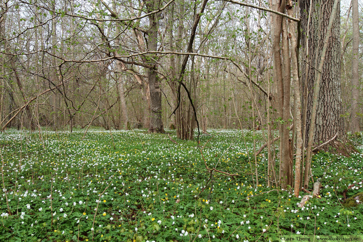 Vitsippa, Anemone nemorosa