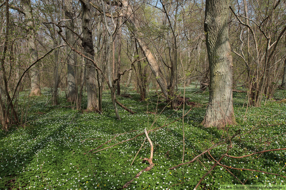 Vitsippa, Anemone nemorosa