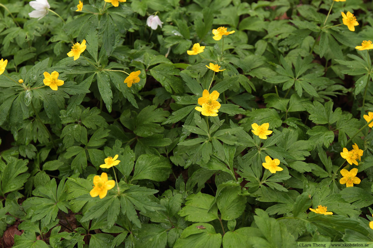 Gulsippa, Anemone ranunculoides