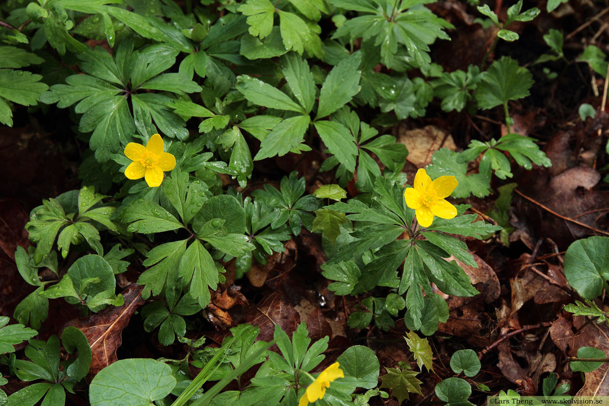 Gulsippa, Anemone ranunculoides