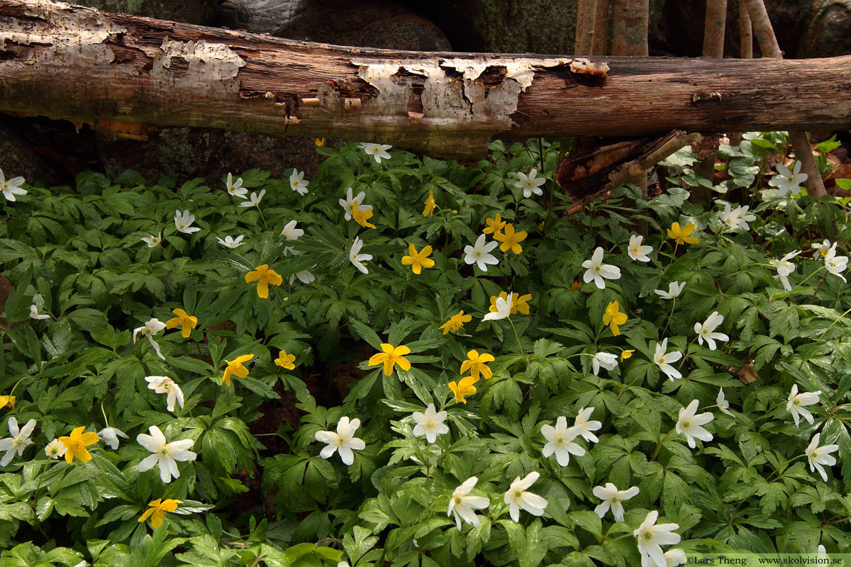 Gulsippa, Anemone ranunculoides