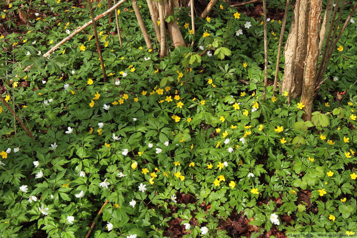 Gulsippa, Anemone ranunculoides