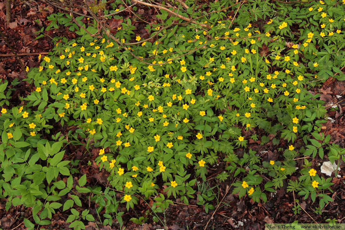 Gulsippa, Anemone ranunculoides