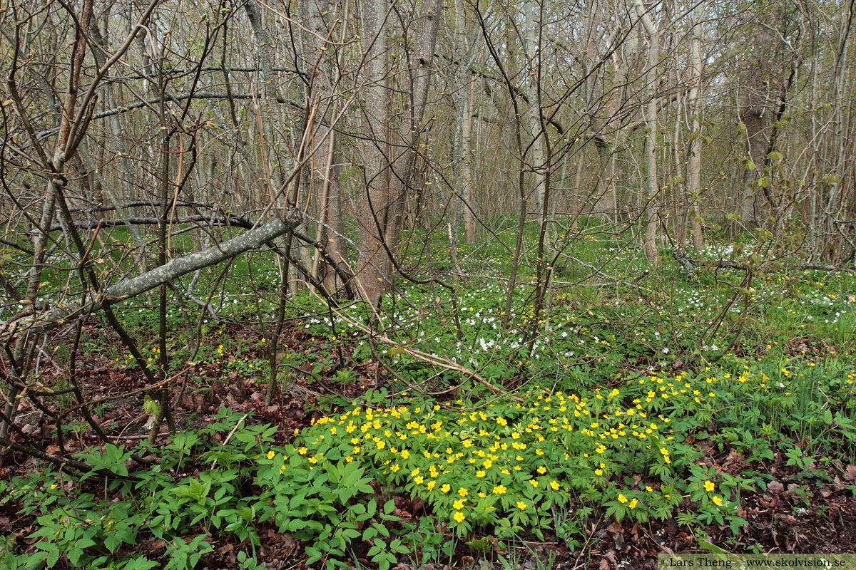 Gulsippa, Anemone ranunculoides