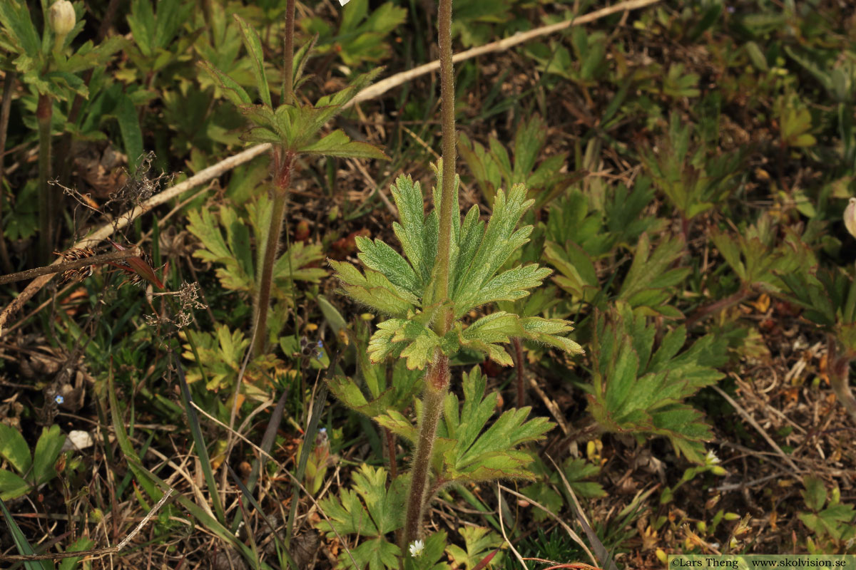 Tovsippa, Anemone sylvestris