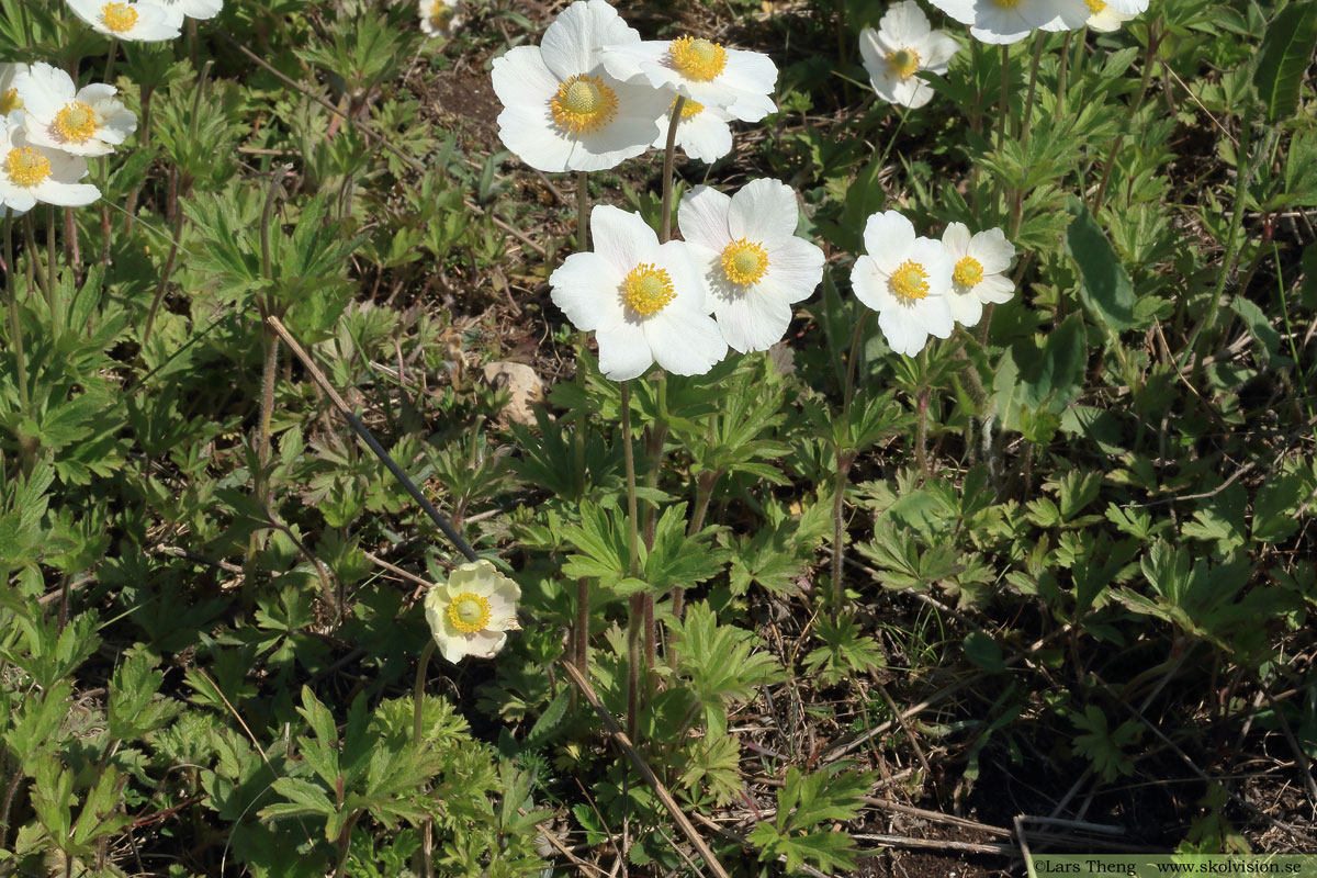 Tovsippa, Anemone sylvestris