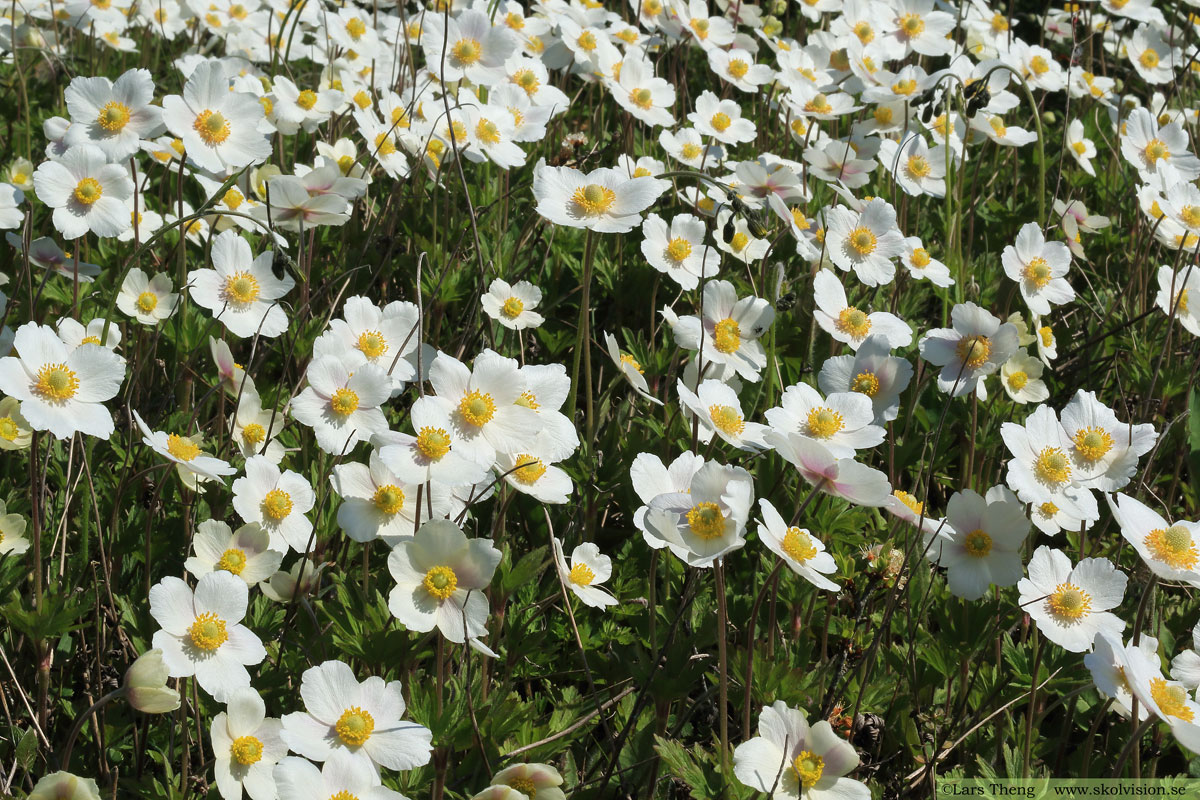 Tovsippa, Anemone sylvestris