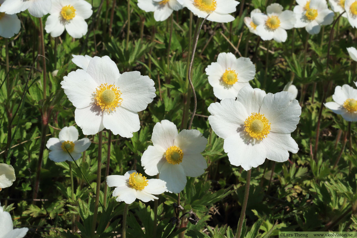 Tovsippa, Anemone sylvestris