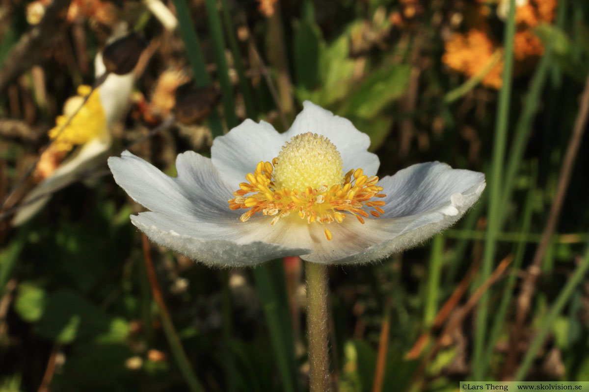 Tovsippa, Anemone sylvestris