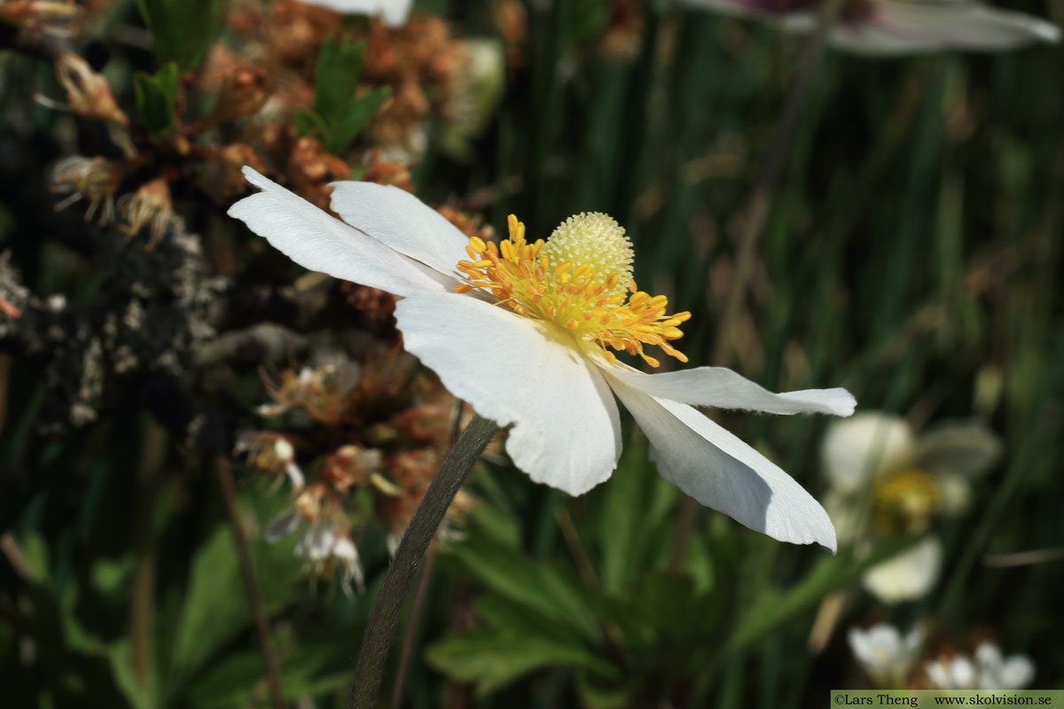 Tovsippa, Anemone sylvestris