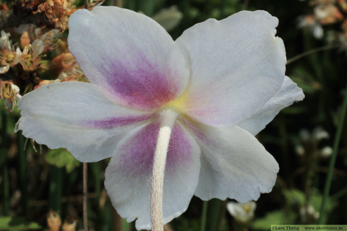 Tovsippa, Anemone sylvestris