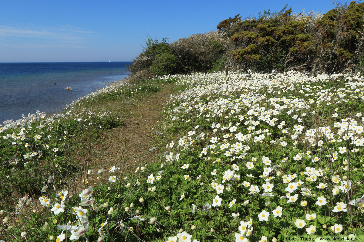 Tovsippa, Anemone sylvestris