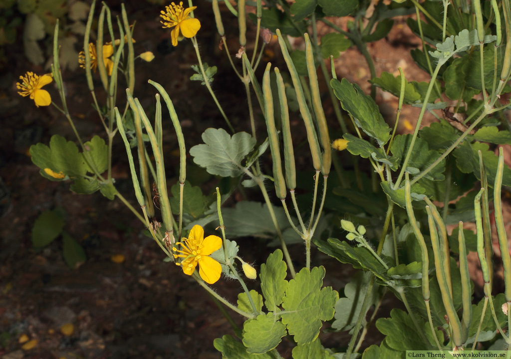 Skelört, Chelidonium majus