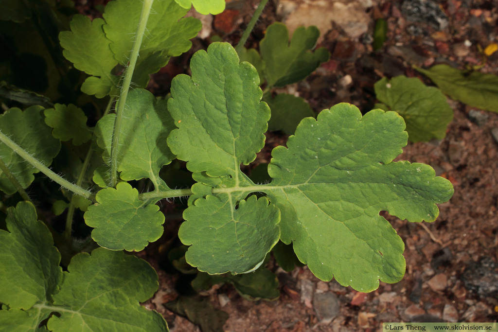 Skelört, Chelidonium majus