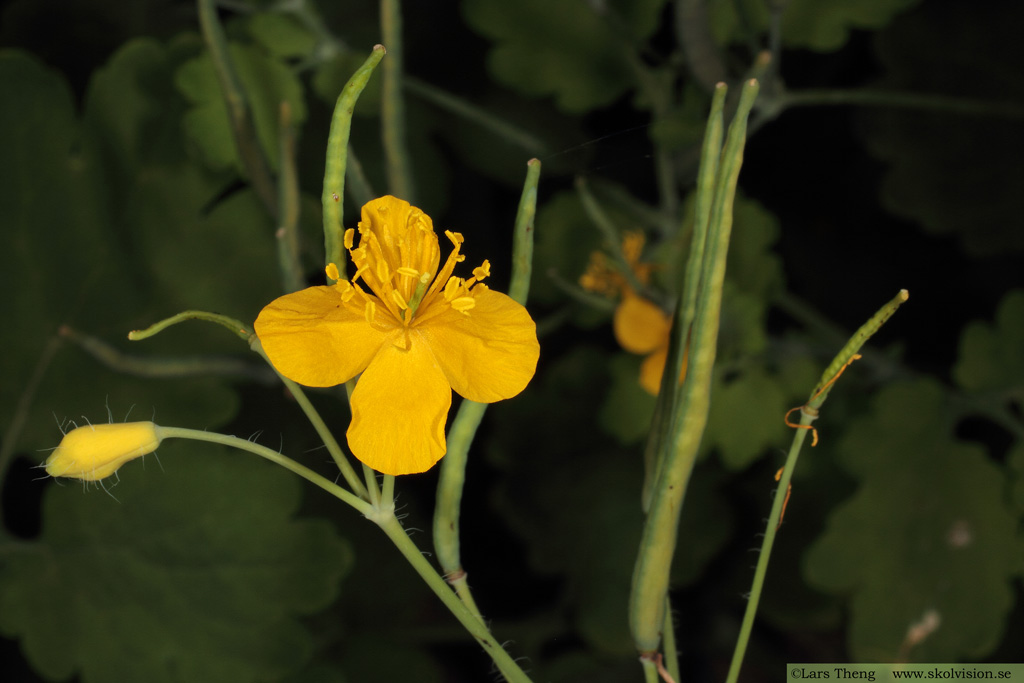 Skelört, Chelidonium majus