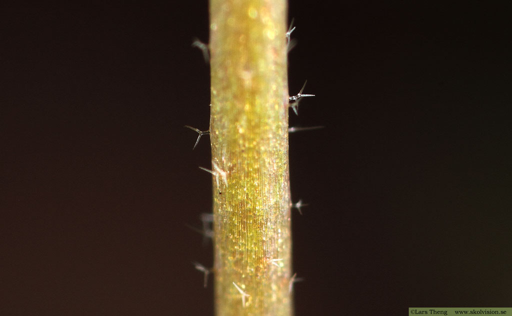 Nagelört, Draba verna