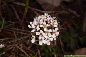 Backskärvfrö, Noccaea caerulescens