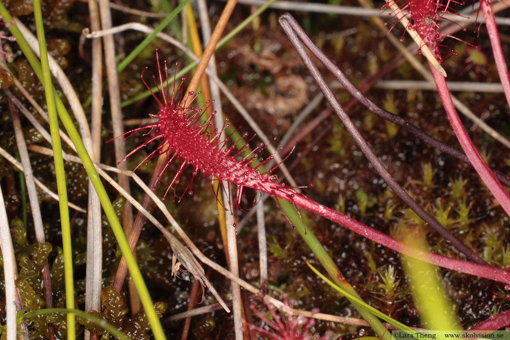 Storsileshår, Drosera anglica