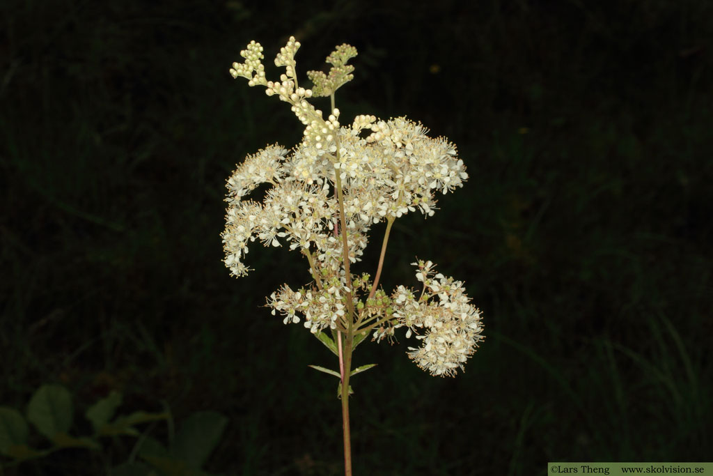 Älggräs, Filipendula ulmaria