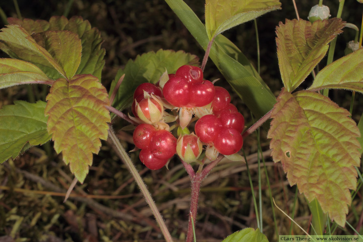 Stenbär, Rubus saxatilis